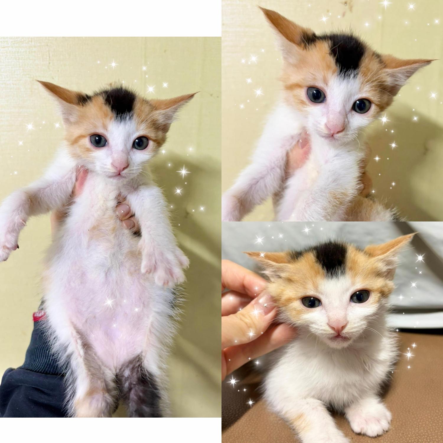 보호중 한국 고양이…